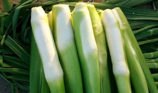 茭白如何保存时间长(茭白怎么保存时间最长)-九图集