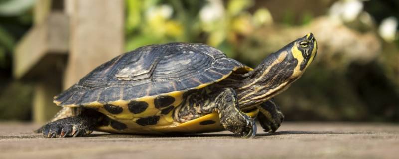 乌龟又叫什么名字 乌龟又叫什么?-九图集