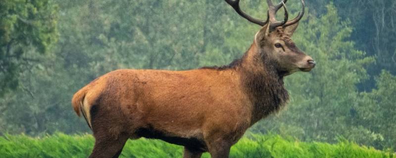 麋鹿的寓意是什么 麋鹿的寓意及象征-九图集