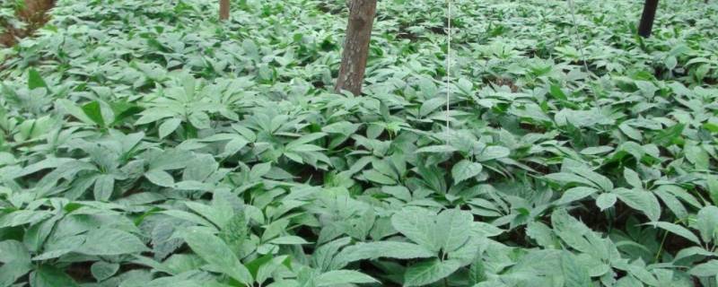 三七粉的保质期多久（三七粉的保质期限是多久）-九图集