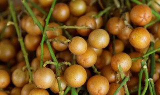 黄皮如何保存时间长 黄皮怎样保存长久