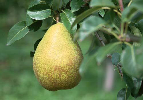 熬夜上火吃什么水果好 熬夜上火吃啥水果-九图集