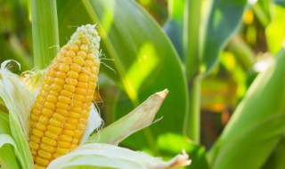 玉米放微波炉烤要多少时间 微波炉烤玉米需要多少时间-九图集