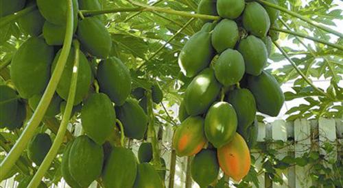 青木瓜哺乳期可以吃吗（哺乳妈妈可以吃青木瓜吗）-九图集