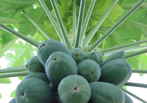 木瓜可以天天吃吗（木瓜可以天天吃吗孕妇）