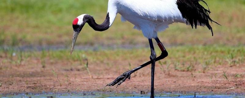 丹顶鹤会游泳吗(丹顶鹤会游泳吗图片)-九图集