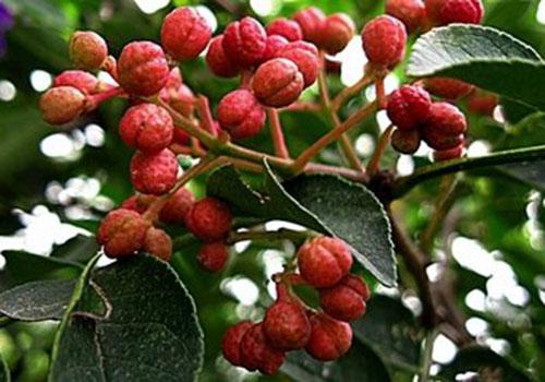 花椒粉吃多了有什么坏处 花椒粉吃多了有什么害处-九图集