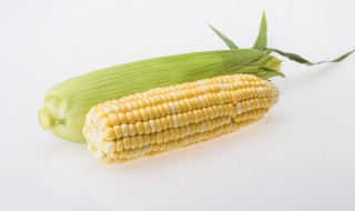煮熟的玉米冷冻可以保存多久 煮熟的玉米冷冻能保存多久-九图集