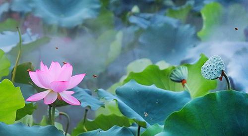 三伏天煲什么汤好(三伏天煲什么汤好吃)