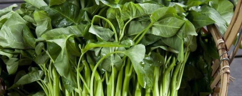 什么是叶菜类（什么叫叶菜类）-九图集