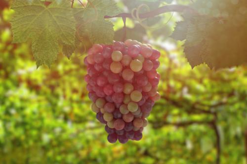 常熬夜吃什么水果(常熬夜吃什么水果对身体好)