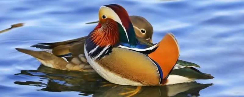 鸳鸯的鸳是雌鸟还是雄鸟(鸳鸯中的雌鸟是什么鸟)