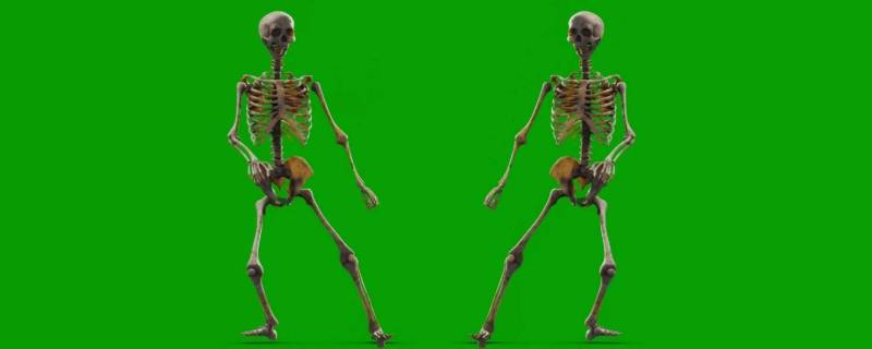 大骨架和小骨架的区别 大骨架和小骨架的区别搞笑