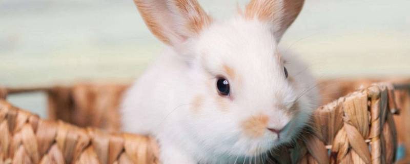 没有角的动物有哪些呢 没有角的动物是哪个动物-九图集