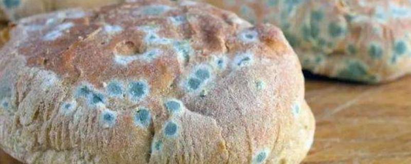 防止食物发霉的方法（防止食物发霉的方法4种小学科学）