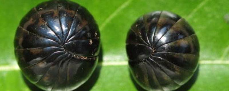 西瓜虫怎么消灭掉 菜地西瓜虫怎么消灭掉-九图集