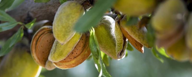 刀果巴旦木和巴旦木的区别(刀果是巴旦木吗)