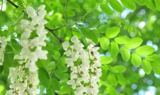 槐花如何保存时间长（槐花怎么保存时间久）-九图集