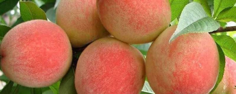 冬天有桃子卖吗（冬季有桃吗）-九图集