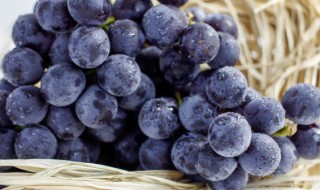 葡萄是什么季节的水果 茉莉香葡萄是什么季节的水果