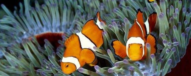 海底的鱼有哪些形态 海底的鱼有哪些形态描写-九图集