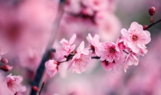形容梅花的词语 形容梅花的词语四个字-九图集