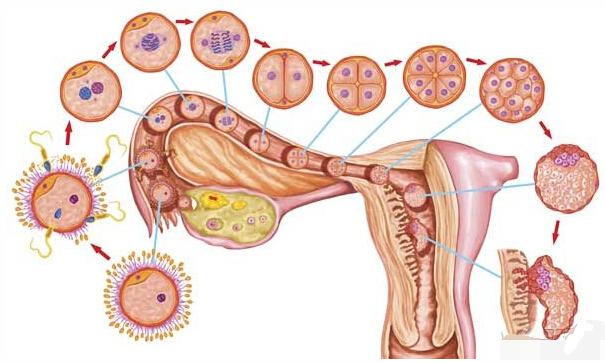 宫外孕是怎么回事，能预防吗（宫外孕是怎样造成的,怎样预防）-九图集